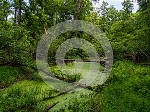 Duckweed Choked Pond in Green Forest photo