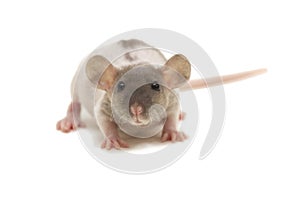 A small dumbo fuzz rat isolated on white.