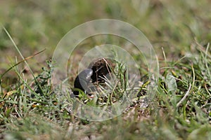 Small Dung beetle rolling a piece of manure accross a green grass field. A special kind of insect that feed on feces. Known as