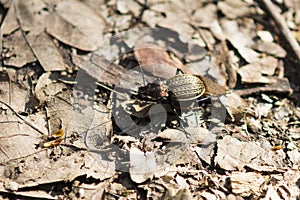 Small dung beetle on a rusty leafs background