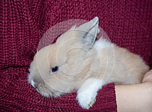 Small dutch decorative rabbit in the arms of a caring person