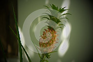 Small dwarf pineapple fruit in enlarged size on a branch against a white wall