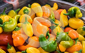 Small or Dwarf yellow, red, and green bell peppers