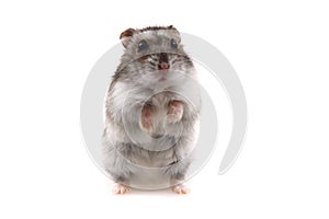 Small dzungarian hamster