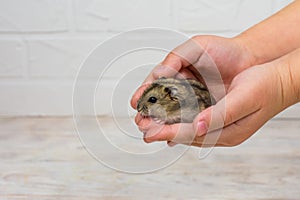 Small Dzungarian hamster in the arms of children. Place for an inscription.