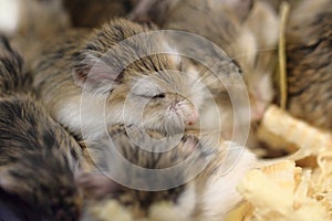small dzungarian hamsters