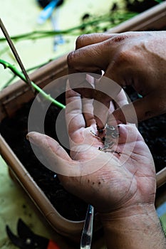 Small earth worms in hand. gardening at home