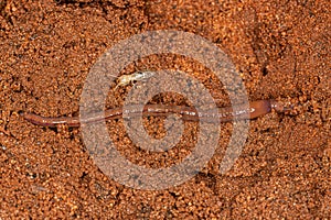 Small Earthworm Arthropod