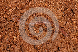 Small Earthworm Arthropod