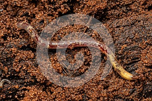 Small Earthworm Arthropod