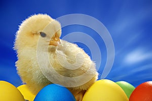 Small easter chick