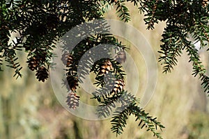 Small eastern canadian hemlock cones