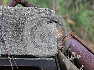 Small Eastern Fence lizard perched atop a large stone wall in a wooded area