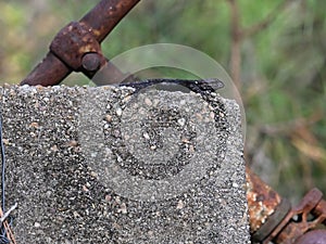 Small Eastern Fence lizard perched atop a large stone wall in a wooded area