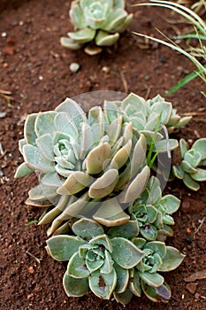 Small Echeveria dessert plant with seedlings