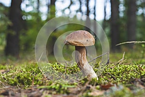 Small edible cep mushroom grows in wood