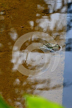 Small edible frog Pelophylax esculentus, also called common water frog or green frog, sitting in garden pond