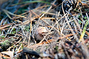 Small edible mushroom greasers under forest needles.