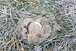 Small edible mushroom greasers under forest needles.