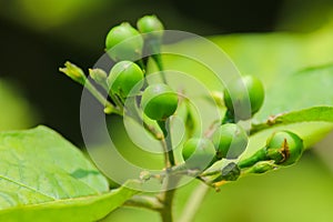 small eggplant fruit plant in garden