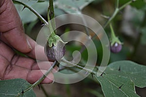 A small eggplant fruit with purple color hanging from a thorny twig is being held