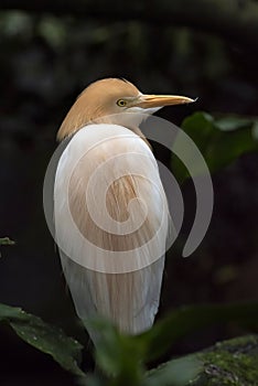 Small egret photos from behind