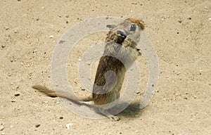 Small Egyptian Gerbil, gerbillus gerbillus, Adult standing on Hind Legs