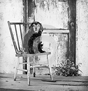 Small elderly senior cocker spaniel mix dog sits on old antique chair by barn door