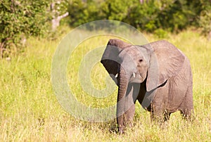 Small elephant calf in savannah