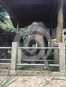 Small elephant in elephant farm