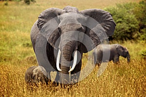 Small elephant follows the mother on the plains of Masai Mara