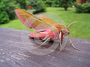 Small Elephant Hawk - Deilephila porcellus