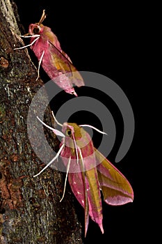 Small elephant hawk-moth (Deilephila porcellus) and elephant hawk-moth (D. elpenor)