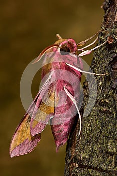 Small elephant hawk-moth (Deilephila porcellus) in profile