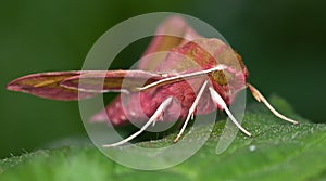 Small Elephant Hawk-moth on green leaf