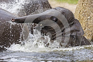 Small elephant playing with water