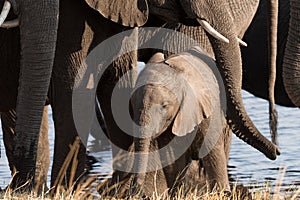 Small elephant protected by family