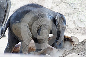 Small Elephant Pushing Log