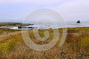 A Small Elephant Seal Cove with Residents Basking