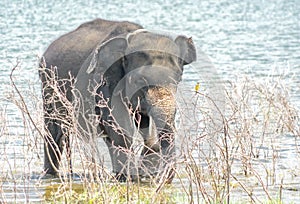 Un elefante a pájaro 