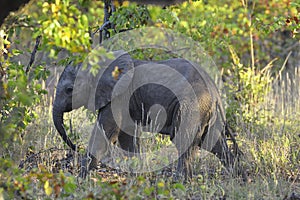 Small elephant walking surrounded by green bushes