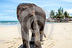 Small elephant walks on the beach