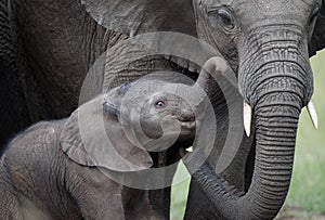 Small elephants with mother on african savannah