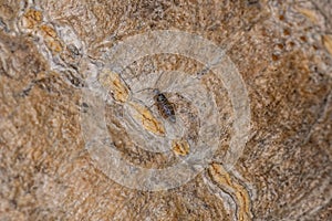 Small Elongate Springtail Arthropod