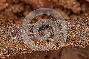 Small Elongate Springtail Arthropod