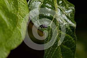 Small Elongate Springtail Arthropod