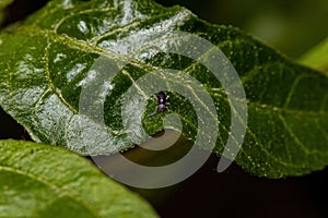Small Elongate Springtail Arthropod