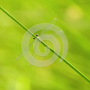 Small Emerald Damselfly Spreadwing