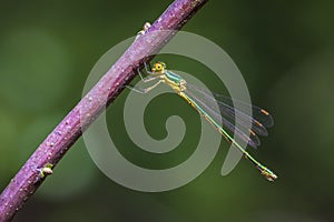 Small emerald spreadwing damselfly, Lestes virens