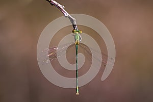 Small emerald spreadwing damselfly, Lestes virens